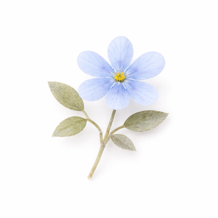 Nº 88 Fleur de Minuit