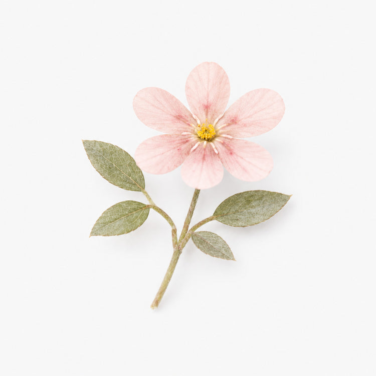Nº32 Roseraie Rose
