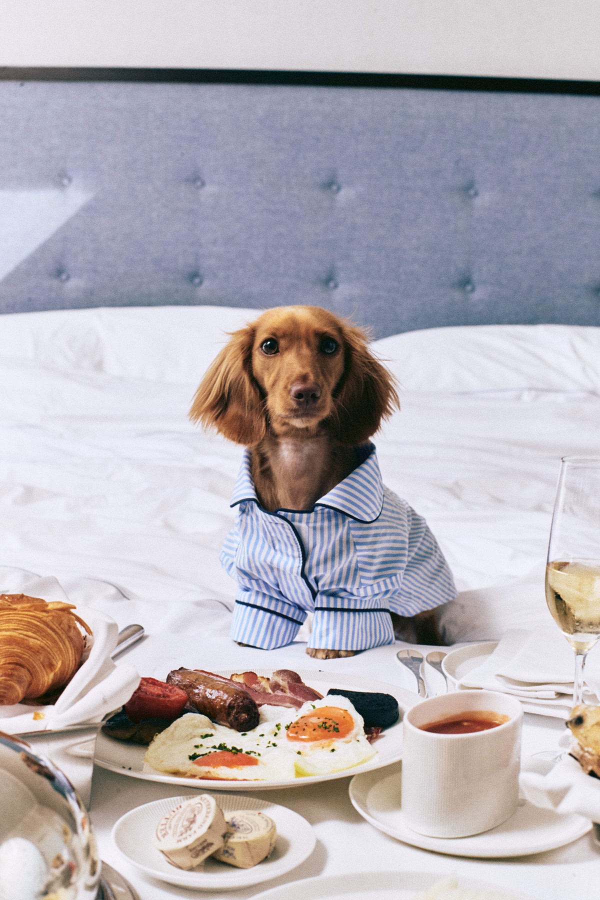 Dore &amp; Rose X Cocopup London Dog PJ